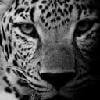 Internetagentur seo-leopard e.K. - IT, SEO & Marketing